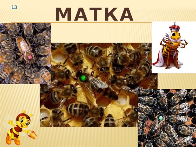  Матка  