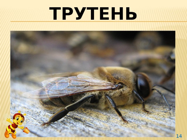 Трутень  