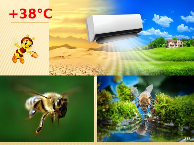 +38°C   
