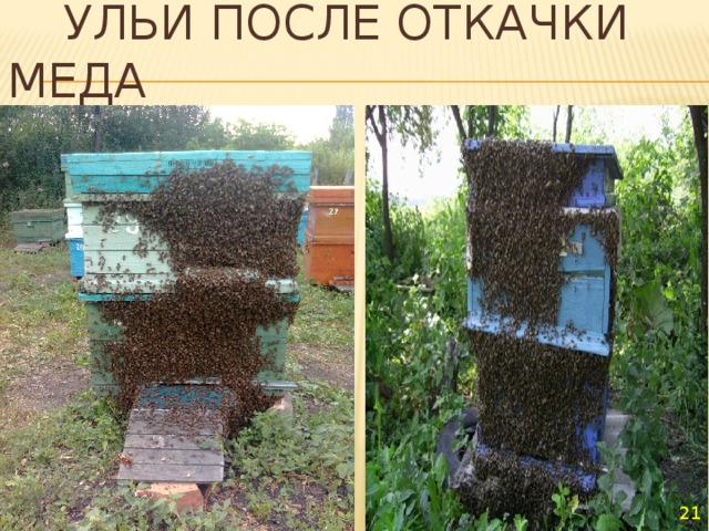  Ульи после откачки меда  