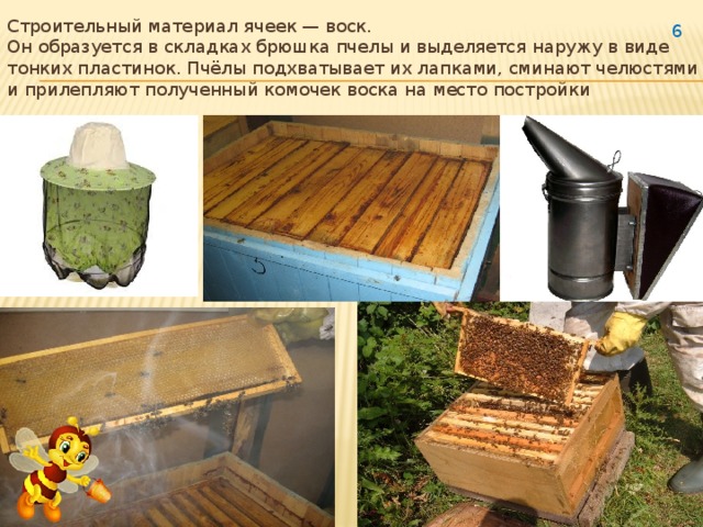 Строительный материал ячеек — воск.  Он образуется в складках брюшка пчелы и выделяется наружу в виде тонких пластинок. Пчёлы подхватывает их лапками, сминают челюстями и прилепляют полученный комочек воска на место постройки  