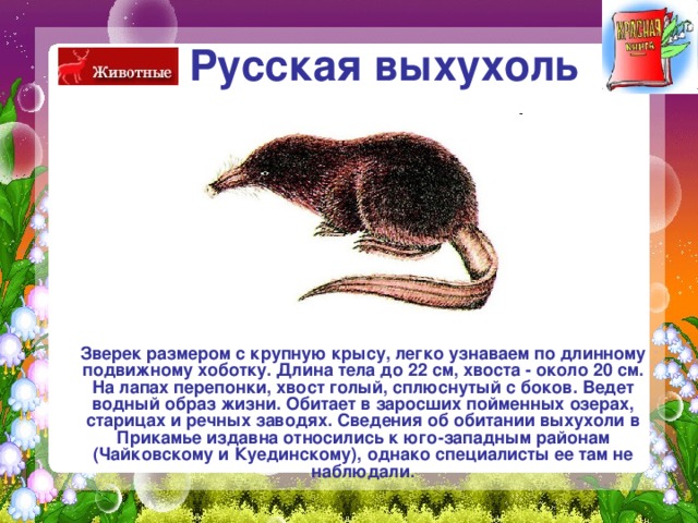 Русская выхухоль  Зверек размером с крупную крысу, легко узнаваем по длинному подвижному хоботку. Длина тела до 22 см, хвоста - около 20 см. На лапах перепонки, хвост голый, сплюснутый с боков. Ведет водный образ жизни. Обитает в заросших пойменных озерах, старицах и речных заводях. Сведения об обитании выхухоли в Прикамье издавна относились к юго-западным районам (Чайковскому и Куединскому), однако специалисты ее там не наблюдали. 