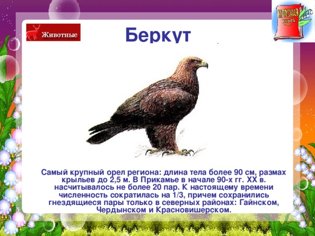 Беркут  Самый крупный орел региона: длина тела более 90 см, размах крыльев до 2,5 м. В Прикамье в начале 90-х гг. ХХ в. насчитывалось не более 20 пар. К настоящему времени численность сократилась на 1/3, причем сохранились гнездящиеся пары только в северных районах: Гайнском, Чердынском и Красновишерском. 
