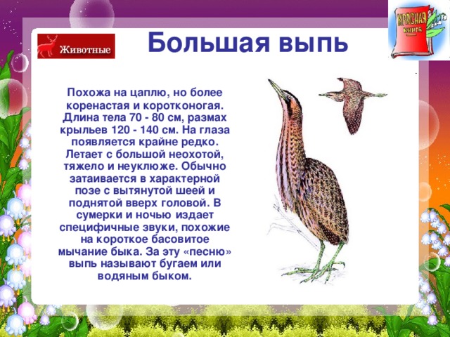 Большая выпь  Похожа на цаплю, но более коренастая и коротконогая. Длина тела 70 - 80 см, размах крыльев 120 - 140 см. На глаза появляется крайне редко. Летает с большой неохотой, тяжело и неуклюже. Обычно затаивается в характерной позе с вытянутой шеей и поднятой вверх головой. В сумерки и ночью издает специфичные звуки, похожие на короткое басовитое мычание быка. За эту «песню» выпь называют бугаем или водяным быком. 