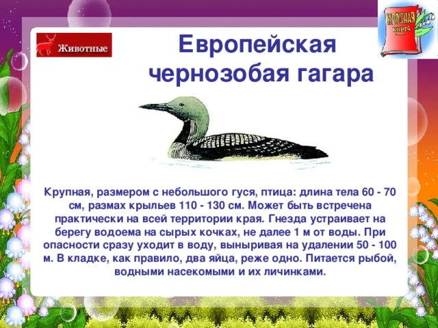 Европейская  чернозобая гагара  Крупная, размером с небольшого гуся, птица: длина тела 60 - 70 см, размах крыльев 110 - 130 см. Может быть встречена практически на всей территории края. Гнезда устраивает на берегу водоема на сырых кочках, не далее 1 м от воды. При опасности сразу уходит в воду, выныривая на удалении 50 - 100 м. В кладке, как правило, два яйца, реже одно. Питается рыбой, водными насекомыми и их личинками. 