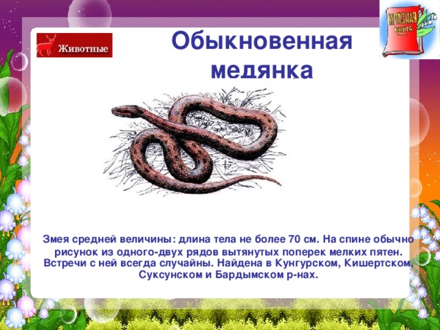 Обыкновенная  медянка   Змея средней величины: длина тела не более 70 см. На спине обычно рисунок из одного-двух рядов вытянутых поперек мелких пятен. Встречи с ней всегда случайны. Найдена в Кунгурском, Кишертском, Суксунском и Бардымском р-нах. 