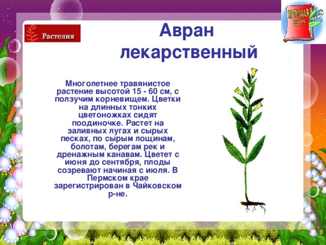 Авран  лекарственный  Многолетнее травянистое растение высотой 15 - 60 см, с ползучим корневищем. Цветки на длинных тонких цветоножках сидят поодиночке. Растет на заливных лугах и сырых песках, по сырым лощинам, болотам, берегам рек и дренажным канавам. Цветет с июня до сентября, плоды созревают начиная с июля. В Пермском крае зарегистрирован в Чайковском р-не. 