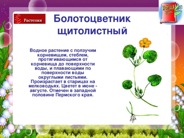 Болотоцветник  щитолистный   Водное растение с ползучим корневищем, стеблем, протягивающимся от корневища до поверхности воды, и плавающими по поверхности воды округлыми листьями. Произрастает в старицах на мелководьях. Цветет в июне - августе. Отмечен в западной половине Пермского края. 