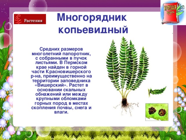 Многорядник  копьевидный  Средних размеров многолетний папоротник, с собранными в пучок листьями. В Пермском крае найден в горной части Красновишерского р-на, преимущественно на территории заповедника «Вишерский». Растет в основании скальных обнажений или между крупными обломками горных пород в местах скопления почвы, снега и влаги. 