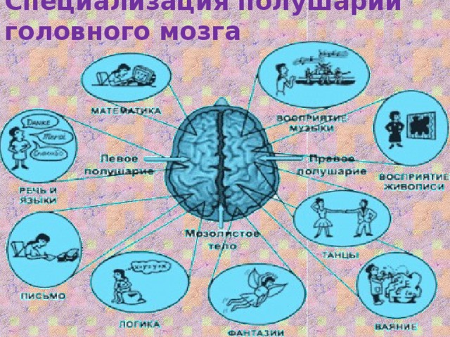 Специализация полушарий головного мозга 