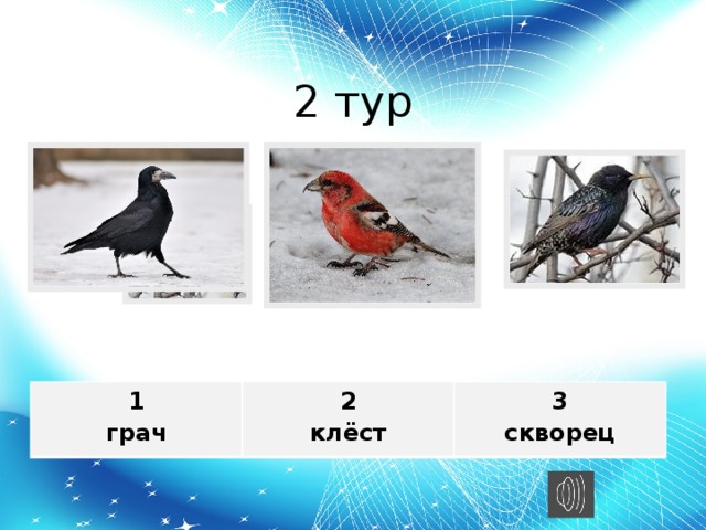 2 тур 1 грач 2 3 клёст скворец