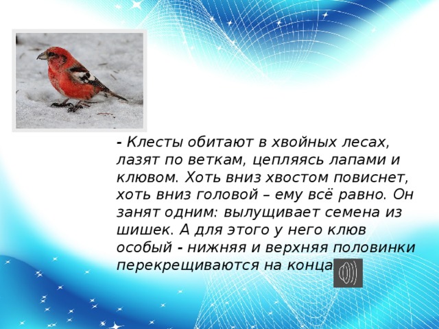 - Клесты обитают в хвойных лесах, лазят по веткам, цепляясь лапами и клювом. Хоть вниз хвостом повиснет, хоть вниз головой – ему всё равно. Он занят одним: вылущивает семена из шишек. А для этого у него клюв особый - нижняя и верхняя половинки перекрещиваются на концах.