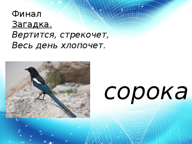 Финал  Загадка.  Вертится, стрекочет,  Весь день хлопочет.   сорока