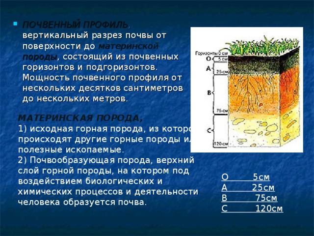 ПОЧВЕННЫЙ ПРОФИЛЬ , вертикальный разрез почвы от поверхности до материнской породы , состоящий из почвенных горизонтов и подгоризонтов. Мощность почвенного профиля от нескольких десятков сантиметров до нескольких метров. МАТЕРИНСКАЯ ПОРОДА, 1) исходная горная порода, из которой происходят другие горные породы или полезные ископаемые. 2) Почвообразующая порода, верхний слой горной породы, на котором под воздействием биологических и химических процессов и деятельности человека образуется почва. О 5см А 25см В 75см С 120см 