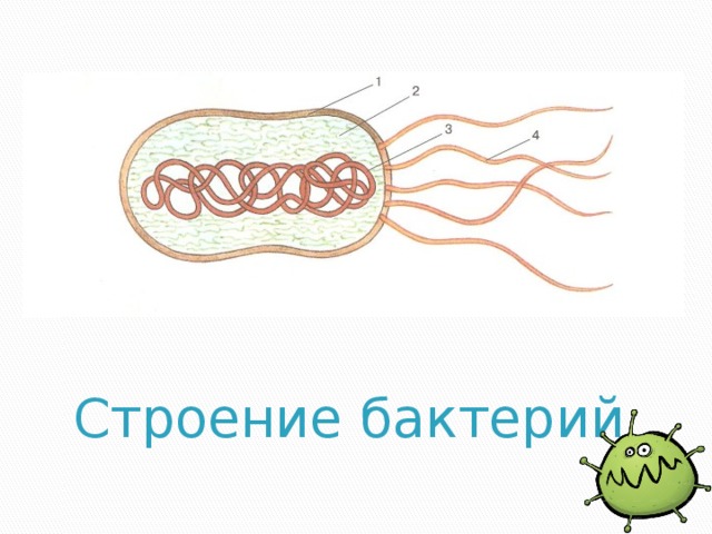 Строение бактерий 