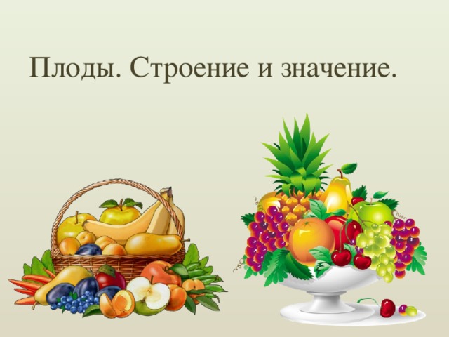 Плоды. Строение и значение. 