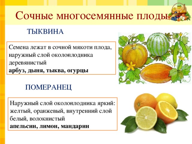 Сочные многосемянные плоды ТЫКВИНА Семена лежат в сочной мякоти плода, наружный слой около­плодника деревянистый арбуз, дыня, тыква, огурцы ПОМЕРАНЕЦ Наружный слой около­плодника яркий: желтый, оранжевый, внутренний слой белый, волокнистый апельсин, лимон, мандарин 