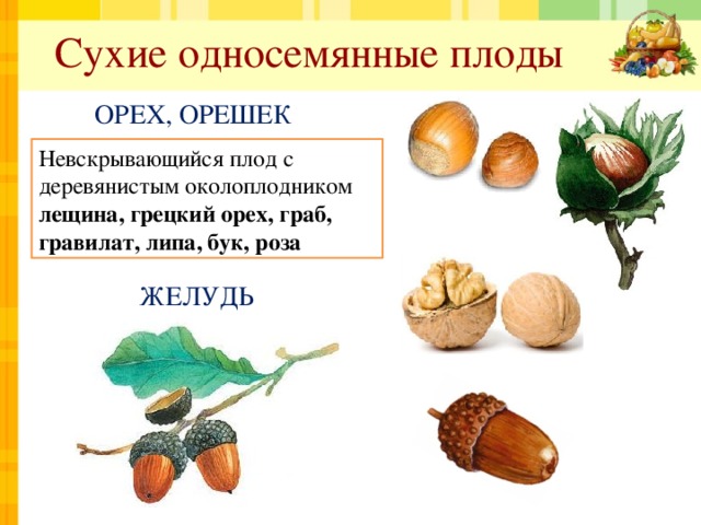 Сухие односемянные плоды ОРЕХ, ОРЕШЕК Невскрывающийся плод с деревянистым околоплодником лещина, грецкий орех, граб, гравилат, липа, бук, роза ЖЕЛУДЬ 