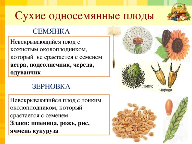 Сухие односемянные плоды СЕМЯНКА Невскрывающийся плод с кожистым околоплодником, который не сра­стается с семенем астра, подсолнечник, череда, одуванчик ЗЕРНОВКА Невскрывающийся плод с тонким околоплодником, который сра­стается с семенем Злаки: пшеница, рожь, рис, ячмень кукуруза 