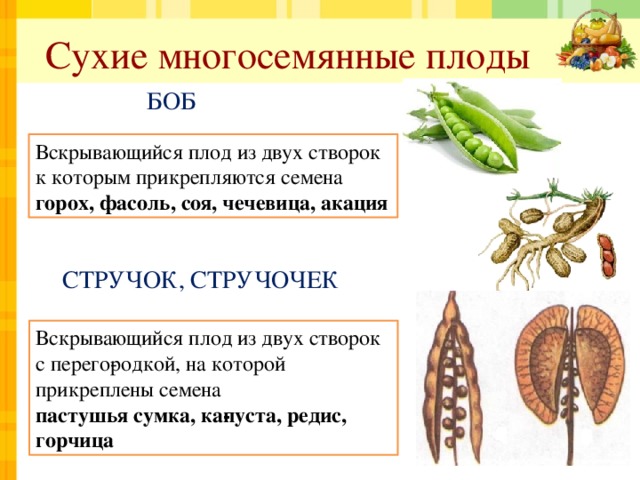 Сухие многосемянные плоды БОБ Вскрывающийся плод из двух створок к которым прикрепляются семена горох, фасоль, соя, чечевица, акация СТРУЧОК, СТРУЧОЧЕК Вскрывающийся плод из двух створок с перего­родкой, на которой прикреплены семена пастушья сумка, ка­пуста, редис, горчица  