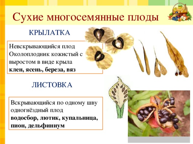 Сухие многосемянные плоды КРЫЛАТКА Невскрывающийся плод Околоплодник кожистый с выростом в виде крыла клен, ясень, береза, вяз ЛИСТОВКА Вскрывающийся по одному шву одногнёздный плод водосбор, лютик, купальница, пион, дельфиниум 