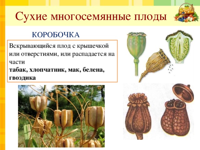 Сухие многосемянные плоды КОРОБОЧКА Вскрывающийся плод с крышечкой или от­верстиями, или распадается на части табак, хлопчатник, мак, белена, гвоздика 