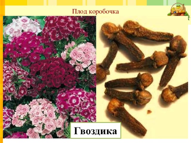 Плод коробочка  