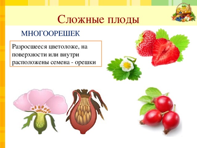 Сложные плоды МНОГООРЕШЕК Разросшееся цветоложе, на поверхности или внутри расположены семена - орешки 