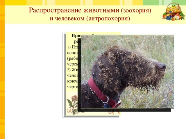 Распространение животными (зоохория)  и человеком (антропохория)  