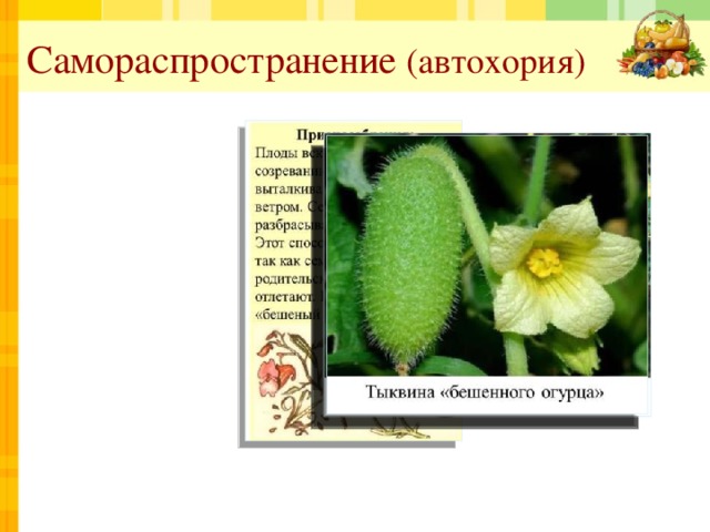 Самораспространение (автохория) 