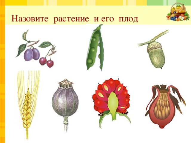 Назовите растение и его плод 