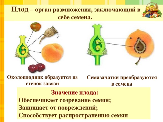 Плод   – орган размножения, заключающий в себе семена. Околоплодник образуется из стенок завязи Семязачатки преобразуются в семена  Значение плода: Обеспечивает созревание семян; Защищает от повреждений; Способствует распространению семян 