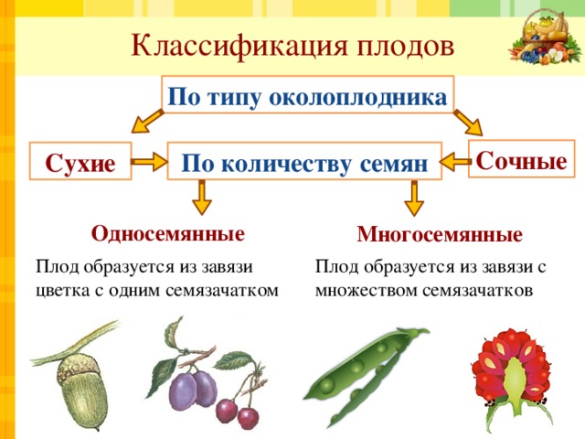 Классификация плодов По типу околоплодника Сочные По количеству семян Сухие Односемянные Многосемянные Плод образуется из завязи цветка с одним семязачатком Плод образуется из завязи с множеством семязачатков 