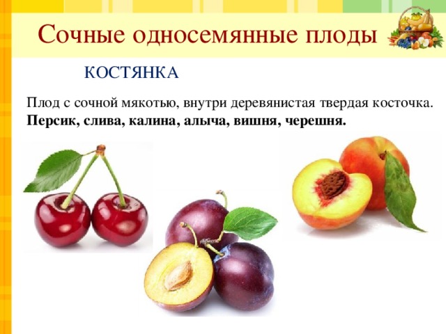 Сочные односемянные плоды КОСТЯНКА Плод с сочной мякотью, внутри деревянистая твердая косточка. Персик, слива, калина, алыча, вишня, черешня. 