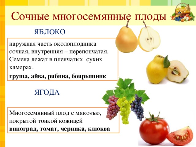 Сочные многосемянные плоды ЯБЛОКО наружная часть околоплодника сочная, внутренняя – перепончатая.  Семена лежат в пленчатых су­хих камерах. груша, айва, рябина, боярышник   ЯГОДА Многосемянный плод с мяко­тью, покрытой тонкой кожицей виноград, томат, черника, клюква 