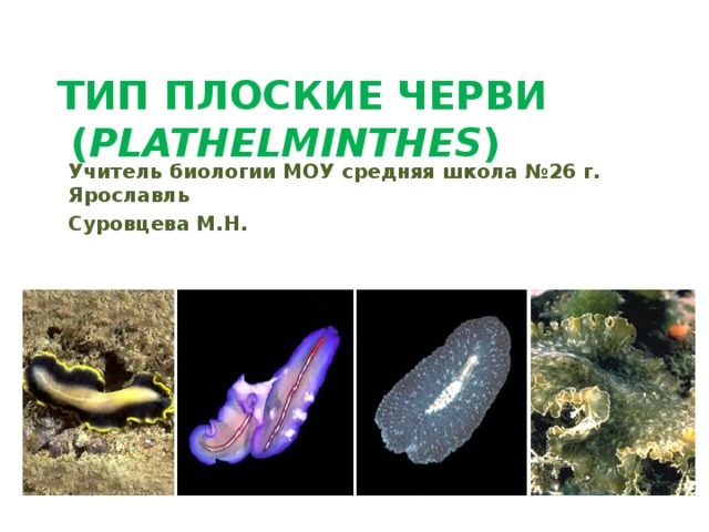 ТИП ПЛОСКИЕ ЧЕРВИ  ( PLATHELMINTHES )   Учитель биологии МОУ средняя школа №26 г. Ярославль Суровцева М.Н. 