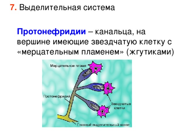 7. Выделительная система  Протонефридии – канальца, на вершине имеющие звездчатую клетку с «мерцательным пламенем» (жгутиками) 