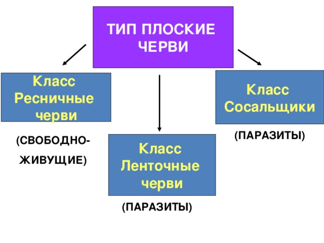 ТИП ПЛОСКИЕ ЧЕРВИ Класс Сосальщики Класс Ресничные черви  (ПАРАЗИТЫ) (СВОБОДНО- ЖИВУЩИЕ) Класс Ленточные черви (ПАРАЗИТЫ) 