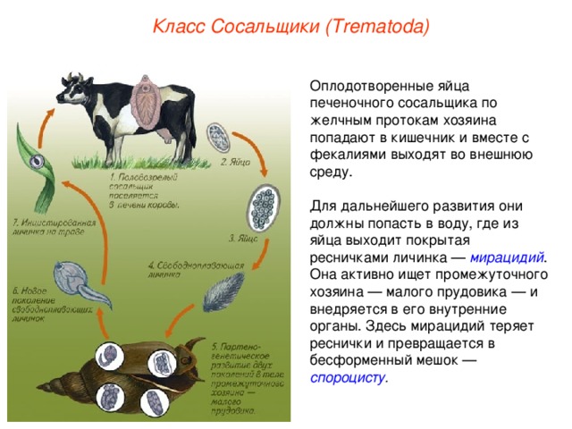 Класс Сосальщики (Trematoda) Оплодотворенные яйца печеночного сосальщика по желчным протокам хозяина попадают в кишечник и вместе с фекалиями выходят во внешнюю среду. Для дальнейшего развития они должны попасть в воду, где из яйца выходит покрытая ресничками личинка — мирацидий . Она активно ищет промежуточного хозяина — малого прудовика — и внедряется в его внутренние органы. Здесь мирацидий теряет реснички и превращается в бесформенный мешок — спороцисту .  