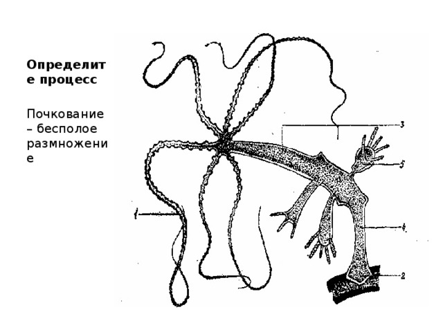 Определите процесс Почкование – бесполое размножение 