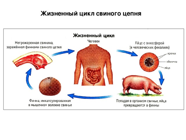 Жизненный цикл свиного цепня 