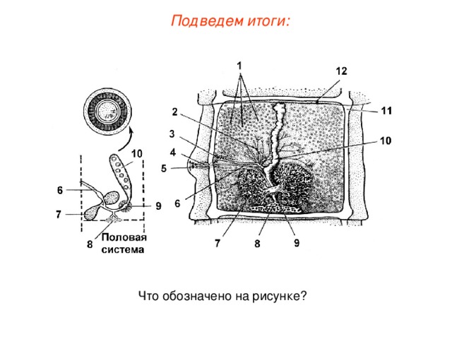 Подведем итоги: Что обозначено на рисунке? 