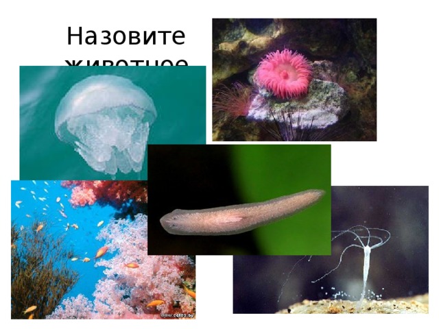 Назовите животное 