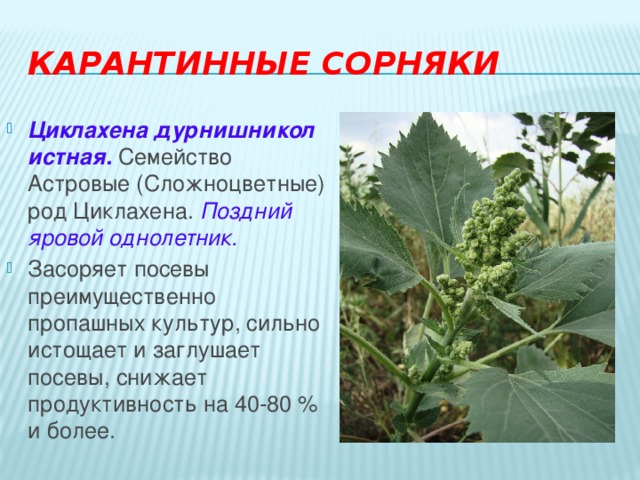 Карантинные сорняки Циклахена дурнишниколистная. Семейство Астровые (Сложноцветные) род Циклахена. Поздний яровой однолетник. Засоряет посевы преимущественно пропашных культур, сильно истощает и заглушает посевы, снижает продуктивность на 40-80 % и более. 