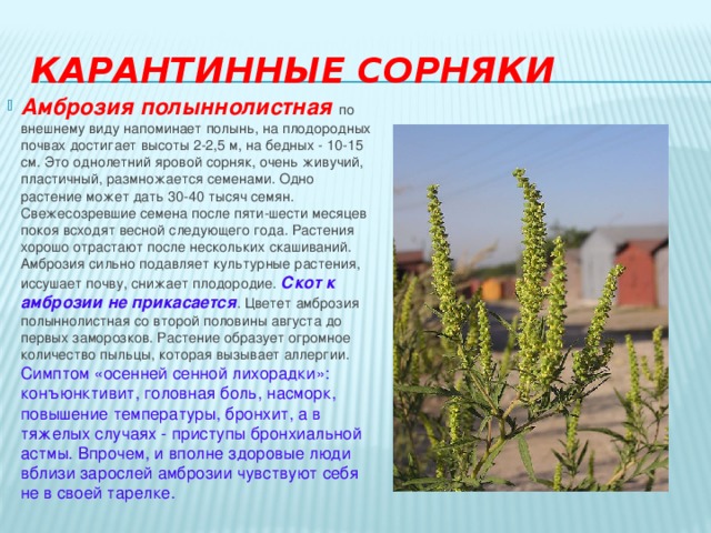 Карантинные сорняки Амброзия полыннолистная  по внешнему виду напоминает полынь, на плодородных почвах достигает высоты 2-2,5 м, на бедных - 10-15 см. Это однолетний яровой сорняк, очень живучий, пластичный, размножается семенами. Одно растение может дать 30-40 тысяч семян. Свежесозревшие семена после пяти-шести месяцев покоя всходят весной следующего года. Растения хорошо отрастают после нескольких скашиваний. Амброзия сильно подавляет культурные растения, иссушает почву, снижает плодородие. Скот к амброзии не прикасается . Цветет амброзия полыннолистная со второй половины августа до первых заморозков. Растение образует огромное количество пыльцы, которая вызывает аллергии. Симптом «осенней сенной лихорадки»: конъюнктивит, головная боль, насморк, повышение температуры, бронхит, а в тяжелых случаях - приступы бронхиальной астмы. Впрочем, и вполне здоровые люди вблизи зарослей амброзии чувствуют себя не в своей тарелке. 