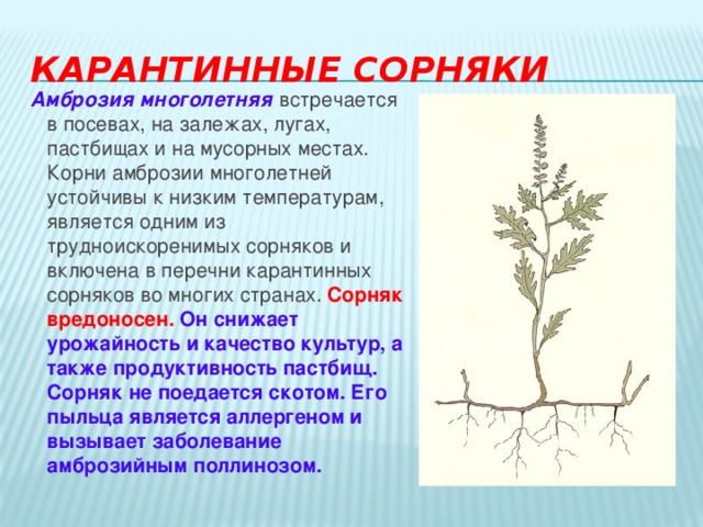 Карантинные сорняки Амброзия многолетняя встречается в посевах, на залежах, лугах, пастбищах и на мусорных местах. Корни амброзии многолетней устойчивы к низким температурам, является одним из трудноискоренимых сорняков и включена в перечни карантинных сорняков во многих странах. Сорняк вредоносен. Он снижает урожайность и качество культур, а также продуктивность пастбищ. Сорняк не поедается скотом. Его пыльца является аллергеном и вызывает заболевание амброзийным поллинозом. 
