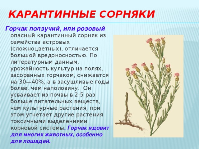 Карантинные сорняки Горчак ползучий, или розовый опасный карантинный cорняк из семейства астровых (сложноцветных), отличается большой вредоносностью. По литературным данным, урожайность культур на полях, засоренных горчаком, снижаетcя на 30—40%, а в засушливые годы более, чем наполовину. Он усваивает из почвы в 2-5 раз больше питательных веществ, чем культурные растения, при этом угнетает другие растения токсичными выделениями корневой системы . Горчак ядовит для многих животных, особенно для лошадей. 