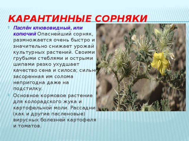 Карантинные сорняки Паслён клювовидный, или колючий Опаснейший сорняк, размножается очень быстро и значительно снижает урожай культурных растений. Своими грубыми стеблями и острыми шипами резко ухудшает качество сена и силоса; сильно засоренная им солома непригодна даже на подстилку. Основное кормовое растение для колорадского жука и картофельной моли. Рассадник (как и другие пасленовые) вирусных болезней картофеля и томатов. 
