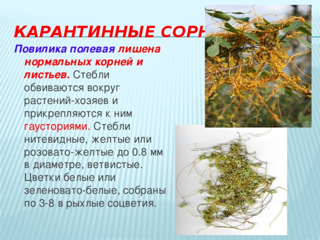 Карантинные сорняки Повилика полевая  лишена нормальных корней и листьев. Стебли обвиваются вокруг растений-хозяев и прикрепляются к ним гаусториями. Стебли нитевидные, желтые или розовато-желтые до 0.8 мм в диаметре, ветвистые. Цветки белые или зеленовато-белые, собраны по 3-8 в рыхлые соцветия. 