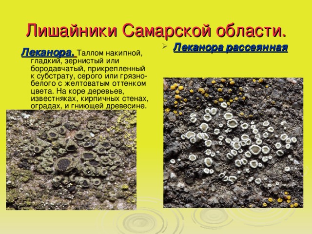 Лишайники Самарской области. Леканора рассеянная  Леканора.  Таллом накипной, гладкий, зернистый или бородавчатый, прикрепленный к субстрату, серого или грязно-белого с желтоватым оттенком цвета. На коре деревьев, известняках, кирпичных стенах, оградах, и гниющей древесине. 